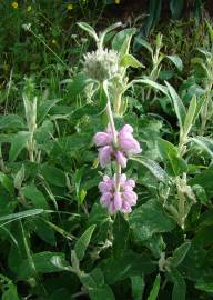 Fotografia da espécie Phlomis purpurea