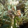 Fotografia 8 da espécie Phlomis purpurea do Jardim Botânico UTAD