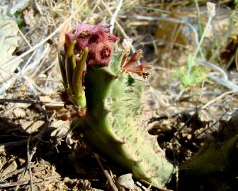 Fotografia da espécie Caralluma europaea