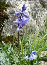 Fotografia da espécie Hyacinthoides hispanica