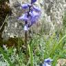 Fotografia 4 da espécie Hyacinthoides hispanica do Jardim Botânico UTAD