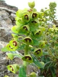 Fotografia da espécie Euphorbia characias subesp. characias