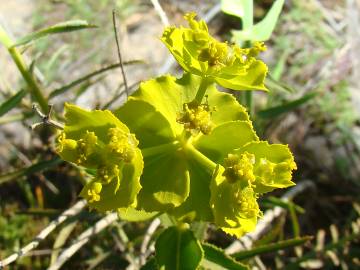 Fotografia da espécie Euphorbia serrata