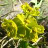 Fotografia 7 da espécie Euphorbia serrata do Jardim Botânico UTAD
