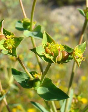 Fotografia 1 da espécie Euphorbia terracina no Jardim Botânico UTAD