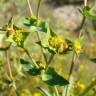 Fotografia 1 da espécie Euphorbia terracina do Jardim Botânico UTAD