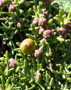 Fotografia 2 da espécie Juniperus phoenicea no Jardim Botânico UTAD