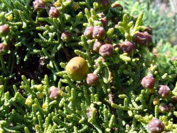 Fotografia da espécie Juniperus phoenicea
