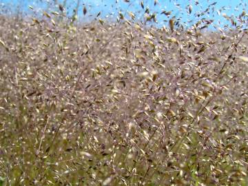 Fotografia da espécie Aira caryophyllea subesp. uniaristata