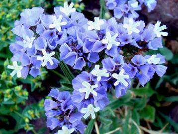 Fotografia da espécie Limonium sinuatum