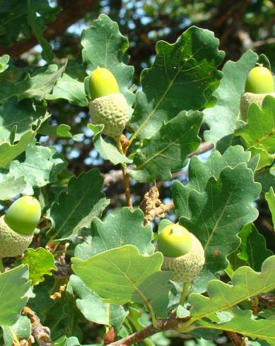 Fotografia de capa Quercus x coutinhoi - do Jardim Botânico