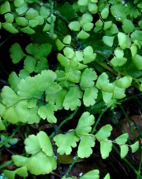 Fotografia 1 da espécie Adiantum capillus-veneris no Jardim Botânico UTAD