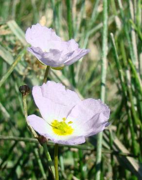 Fotografia 1 da espécie Baldellia ranunculoides subesp. ranunculoides no Jardim Botânico UTAD