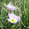 Fotografia 1 da espécie Baldellia ranunculoides subesp. ranunculoides do Jardim Botânico UTAD