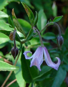 Fotografia 1 da espécie Clematis campaniflora no Jardim Botânico UTAD