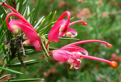 Fotografia da espécie Grevillea juniperina