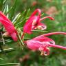 Fotografia 1 da espécie Grevillea juniperina do Jardim Botânico UTAD