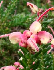 Grevillea lanigera