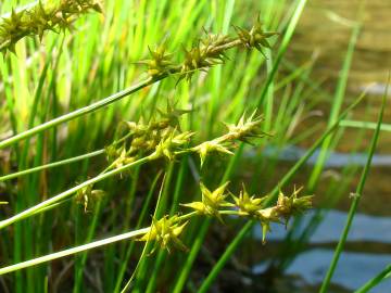 Fotografia da espécie Carex echinata