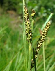 Carex elata subesp. reuterana