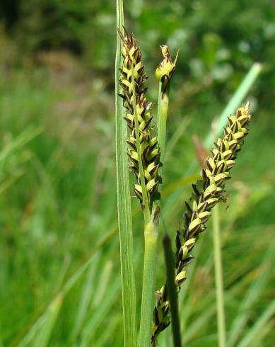 Fotografia de capa Carex elata subesp. reuterana - do Jardim Botânico
