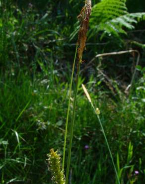 Fotografia 2 da espécie Carex flacca no Jardim Botânico UTAD