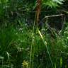 Fotografia 2 da espécie Carex flacca do Jardim Botânico UTAD
