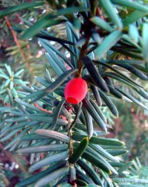 Fotografia 3 da espécie Taxus baccata no Jardim Botânico UTAD