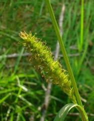 Carex flacca