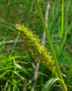 Fotografia 1 da espécie Carex flacca no Jardim Botânico UTAD