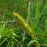Fotografia 1 da espécie Carex flacca do Jardim Botânico UTAD