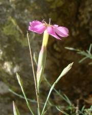 Fotografia da espécie Dianthus lusitanus