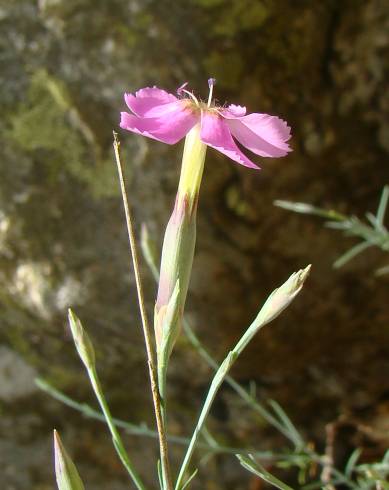 Fotografia de capa Dianthus lusitanus - do Jardim Botânico