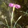 Fotografia 1 da espécie Dianthus lusitanus do Jardim Botânico UTAD