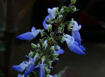Fotografia da espécie Solenostemon scutellarioides