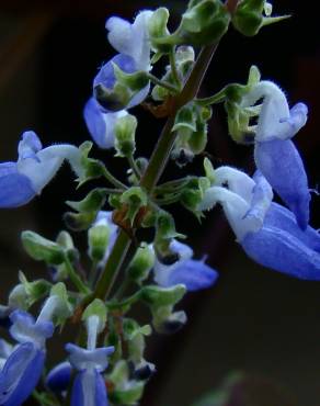 Fotografia 3 da espécie Solenostemon scutellarioides no Jardim Botânico UTAD