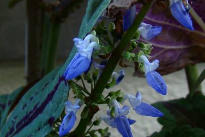 Fotografia da espécie Solenostemon scutellarioides