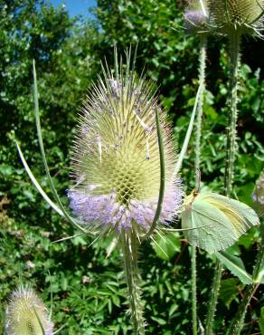Fotografia 3 da espécie Dipsacus fullonum no Jardim Botânico UTAD