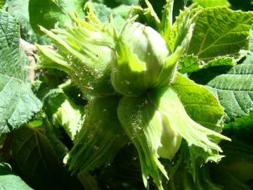 Fotografia da espécie Corylus avellana