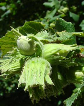 Fotografia 7 da espécie Corylus avellana no Jardim Botânico UTAD