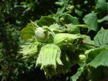 Fotografia da espécie Corylus avellana