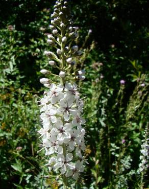 Fotografia 2 da espécie Lysimachia ephemerum no Jardim Botânico UTAD