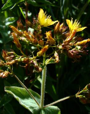 Fotografia 4 da espécie Hypericum tomentosum no Jardim Botânico UTAD