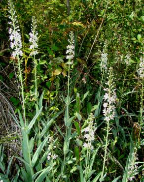 Fotografia 3 da espécie Lysimachia ephemerum no Jardim Botânico UTAD