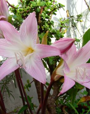 Fotografia 3 da espécie Amaryllis belladonna no Jardim Botânico UTAD
