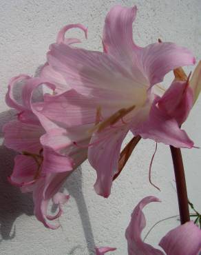 Fotografia 4 da espécie Amaryllis belladonna no Jardim Botânico UTAD