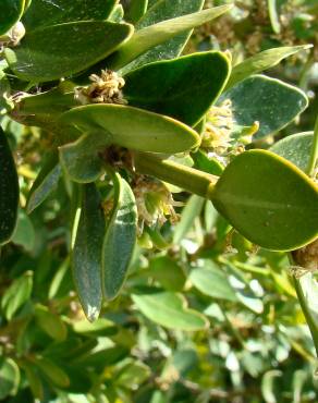 Fotografia 4 da espécie Buxus balearica no Jardim Botânico UTAD