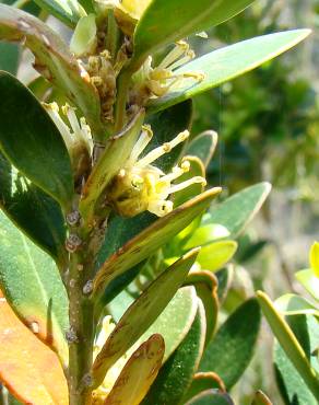 Fotografia 5 da espécie Buxus balearica no Jardim Botânico UTAD