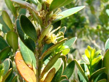 Fotografia da espécie Buxus balearica
