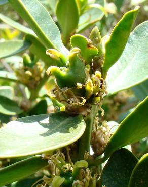 Fotografia 7 da espécie Buxus balearica no Jardim Botânico UTAD